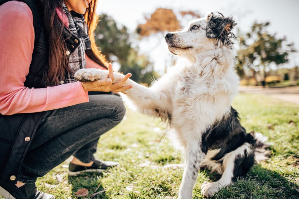 a black and white dog pawing at a crouching woman. learn why dogs put their paws on people.