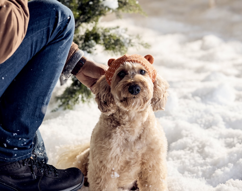 Dog int he snow