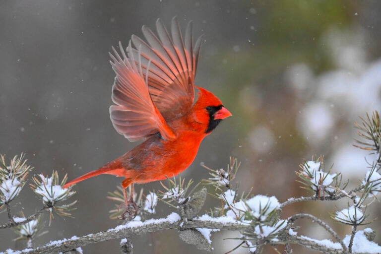 The red cardinal, one of several winter birds you may find in your backyard this season.
