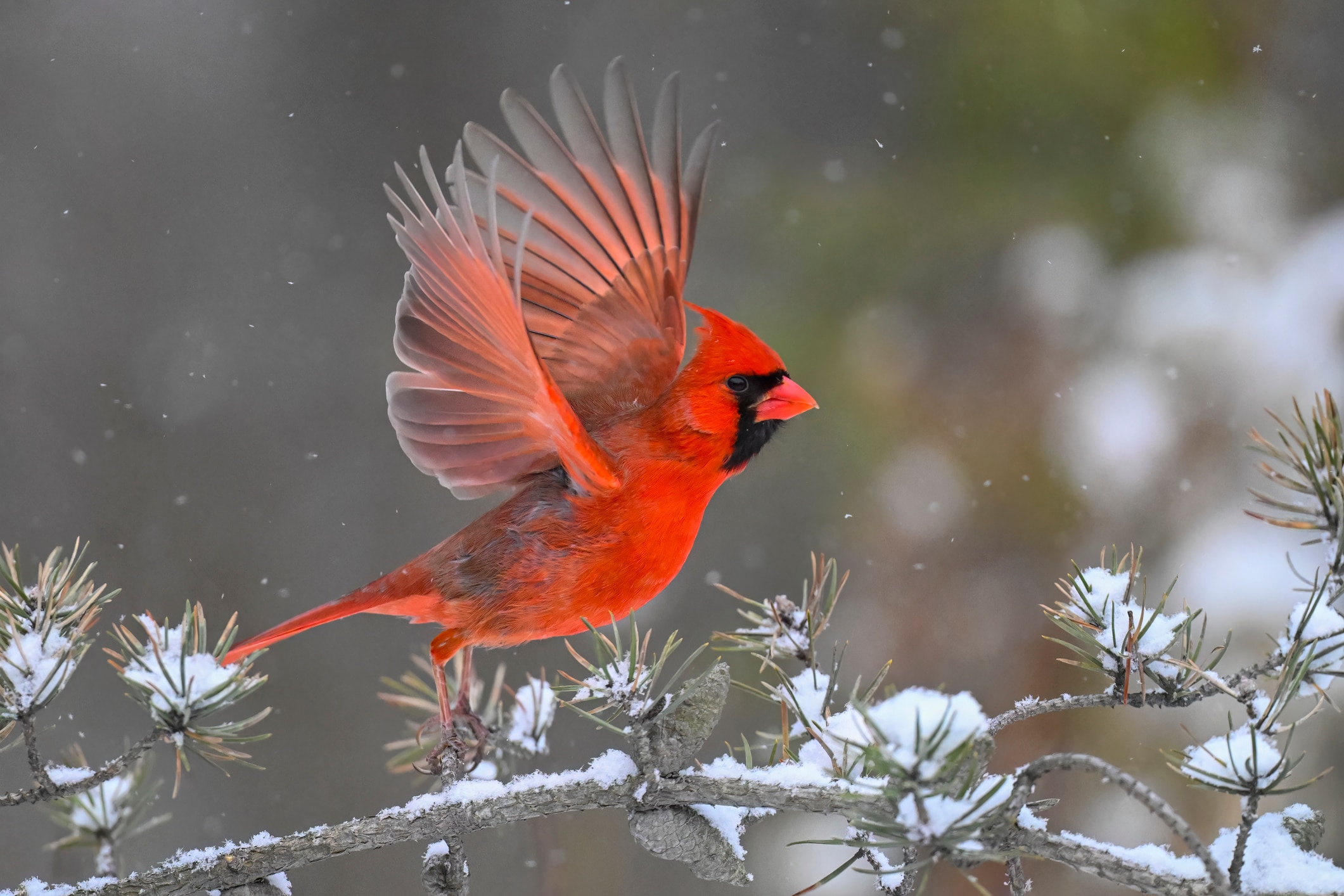 7 Winter Birds To Spot This Season—And How To Attract Them To Your Yard ...