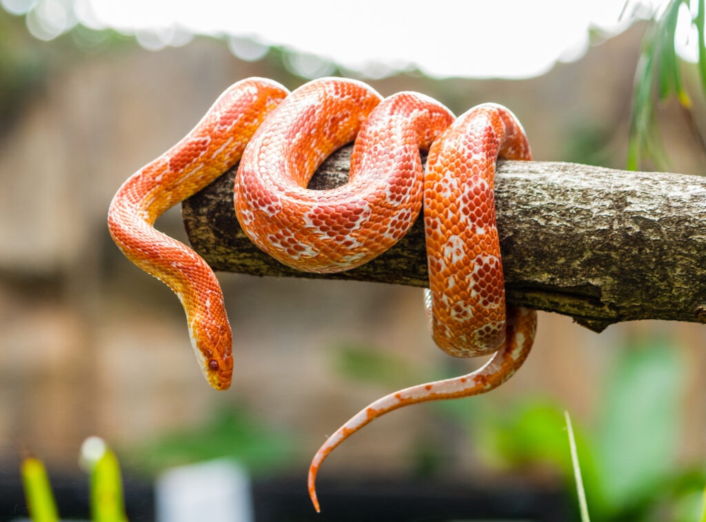 corn snake on branch