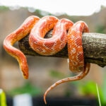 Corn Snake Care Sheet