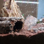 How To Set Up a Bioactive Terrarium