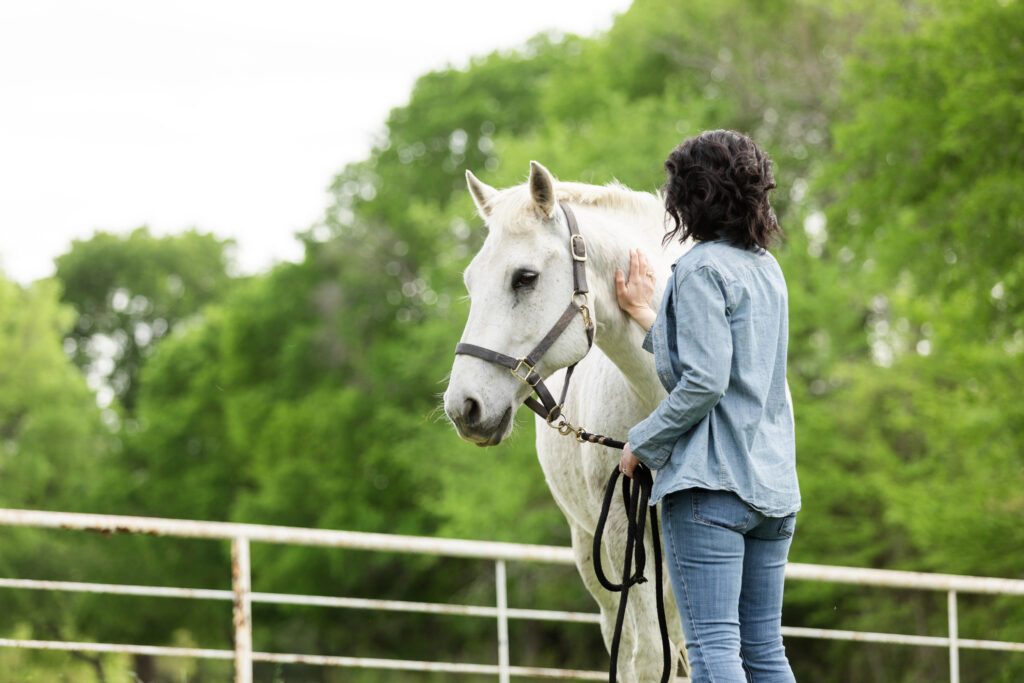 grey horse being held on a lead rope outside