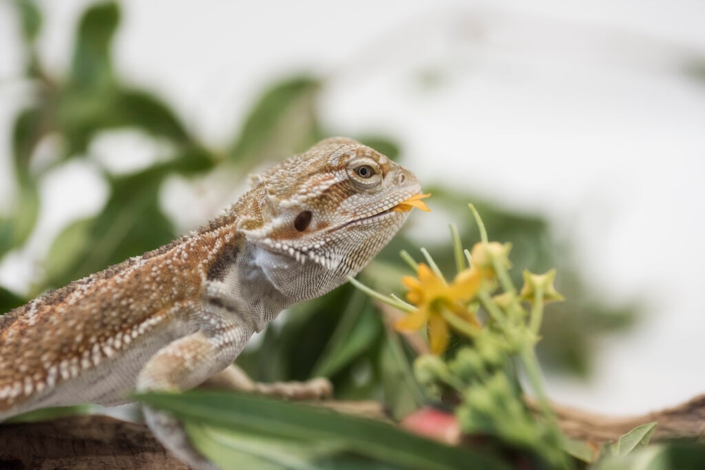 bearded dragon eating a plant