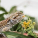 What Do Bearded Dragons Eat?