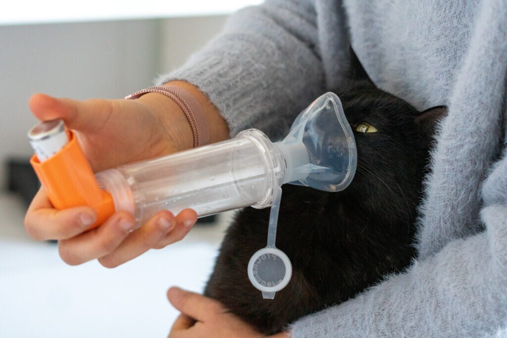 cat asthma; a cat uses an inhaler, a treatment for asthma in cats.