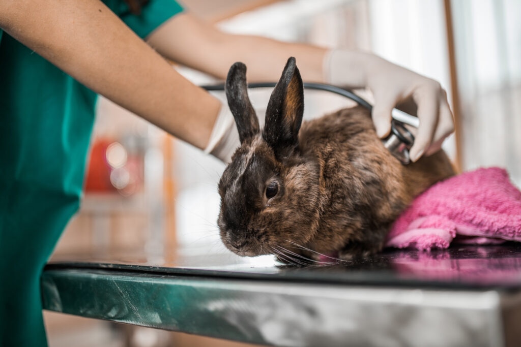 e. euniculi in rabbits; a rabbit is examined by their exotics veterinarian.