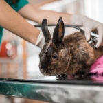 What Is E. Cuniculi in Rabbits? What Are the Symptoms?