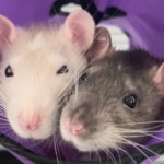 Pet Rat Care Sheet