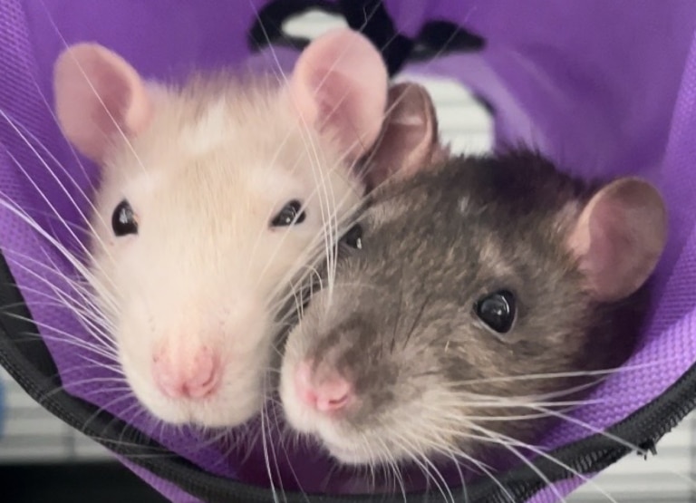 two pet rats cuddling together