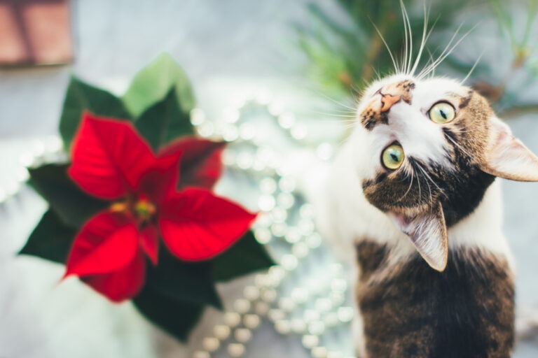 A cat looking up at a poinsettia plant, which can be poisonous to cats