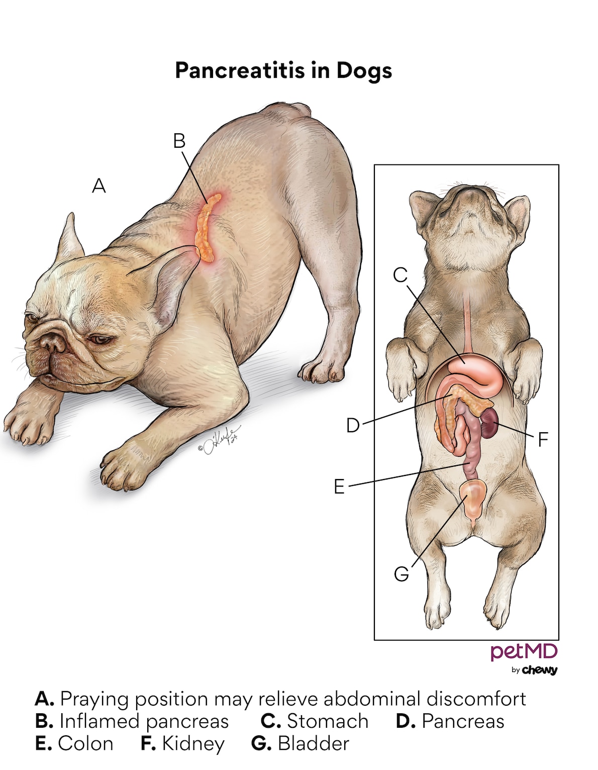 Pancreatitis in dogs: praying position diagram