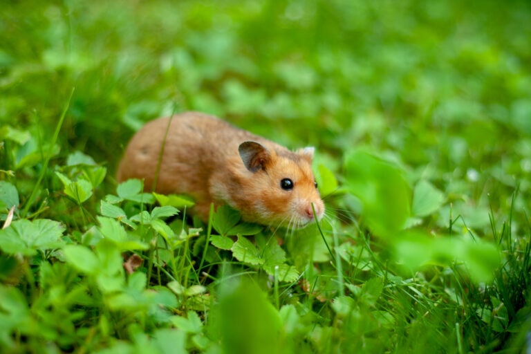 how long do hamsters live; a hamster roams around outside on a green lawn.