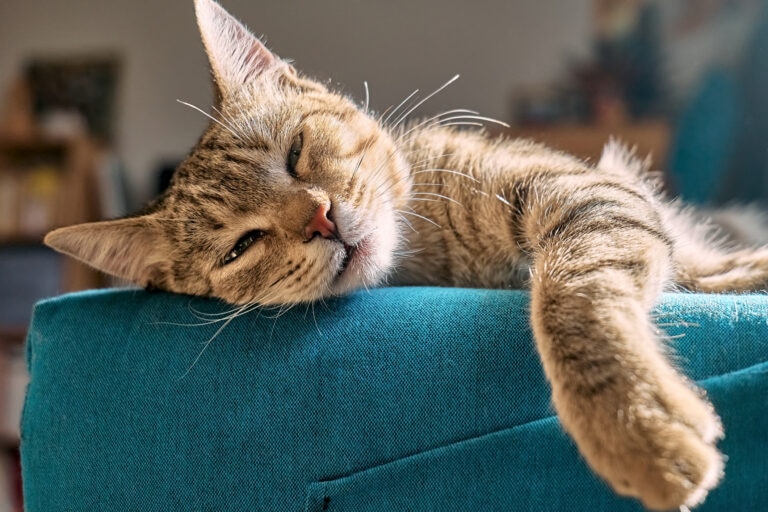 lethargy in cats; a cat sleeps on a sofa.