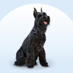 Black Giant Schnauzer sitting on an isolated blue background