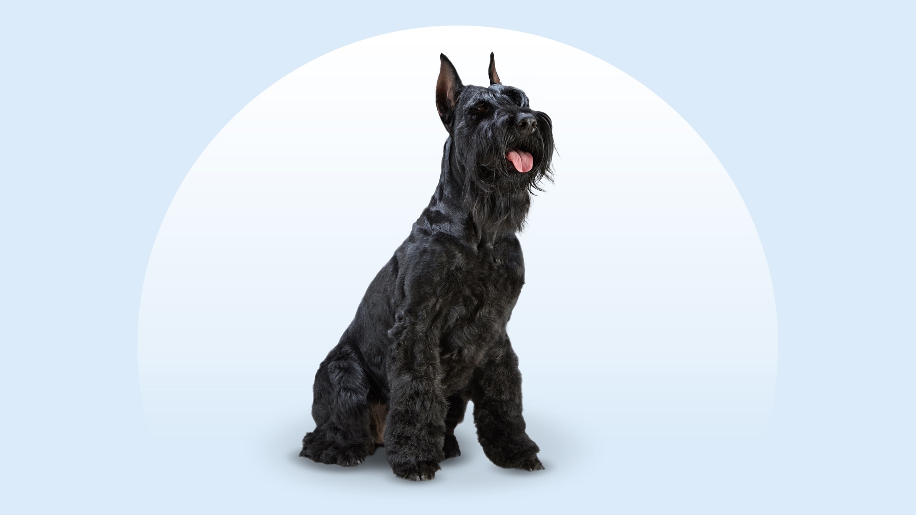 Black Giant Schnauzer sitting on an isolated blue background