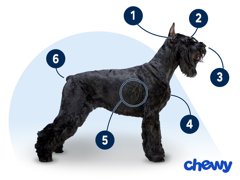 Photo of a Giant Schnauzer
