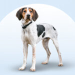 A Treeing Walker Coonhound dog standing on an isolated blue background