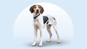 Treeing Walker Coonhound