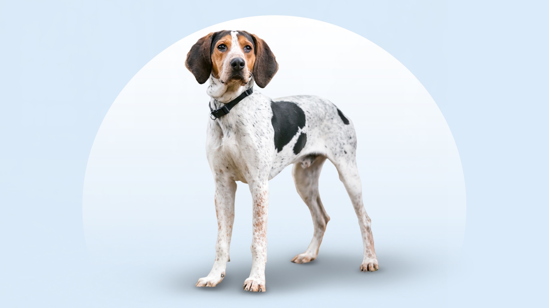 A Treeing Walker Coonhound dog standing on an isolated blue background