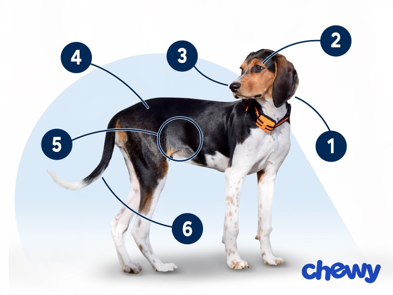 Photo of a Treeing Walker Coonhound