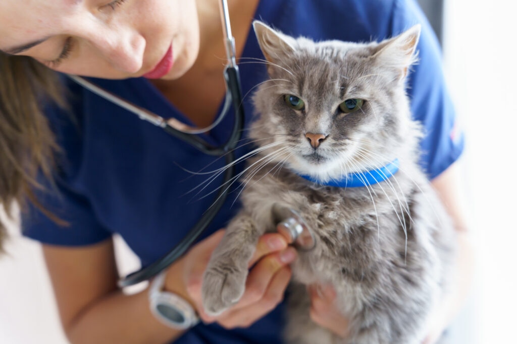 bronchitis in cats; a veterinarian listens to a cat’s heart and lungs.