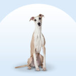 Whippet dog sitting on an isolated blue background