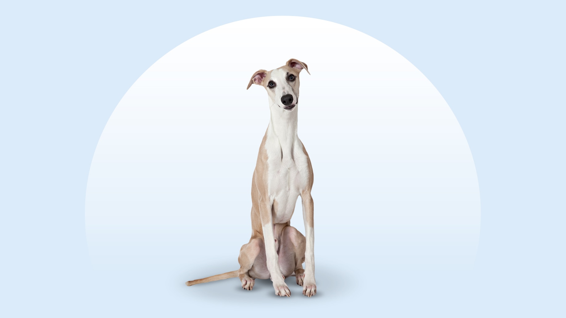 Whippet dog sitting on an isolated blue background