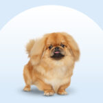 Pekingese dog standing on an isolated blue background