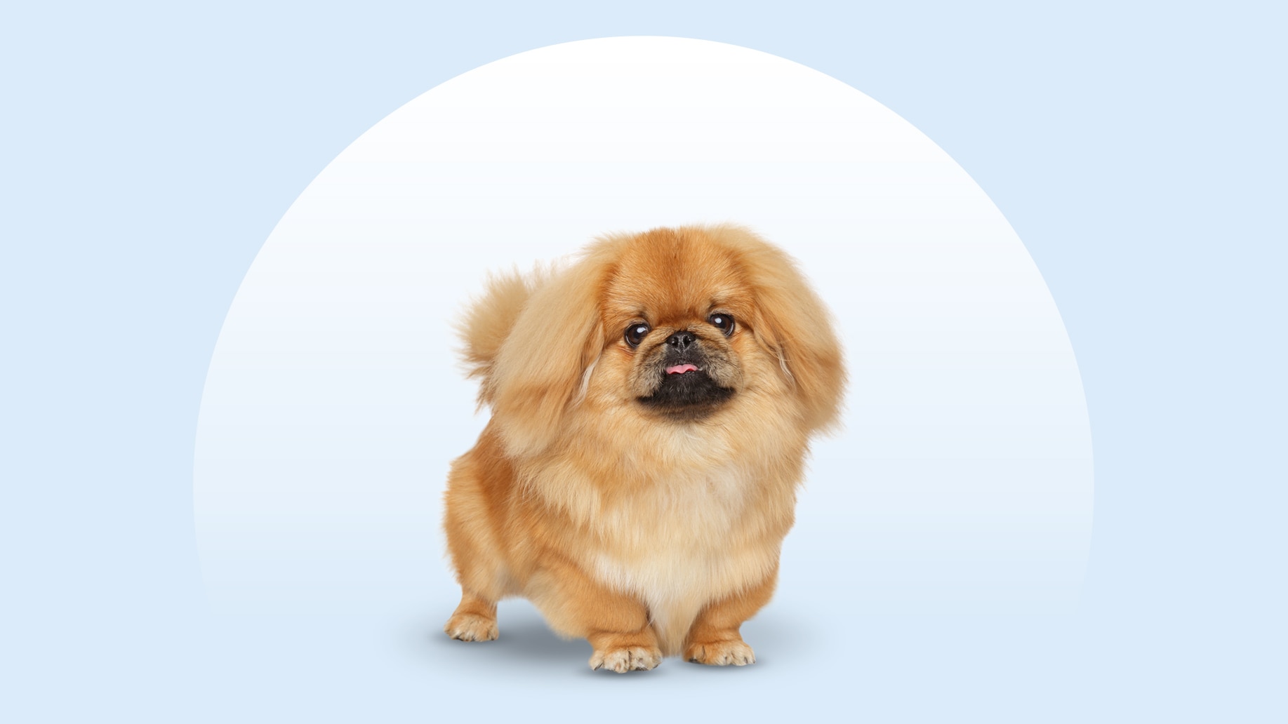 Pekingese dog standing on an isolated blue background