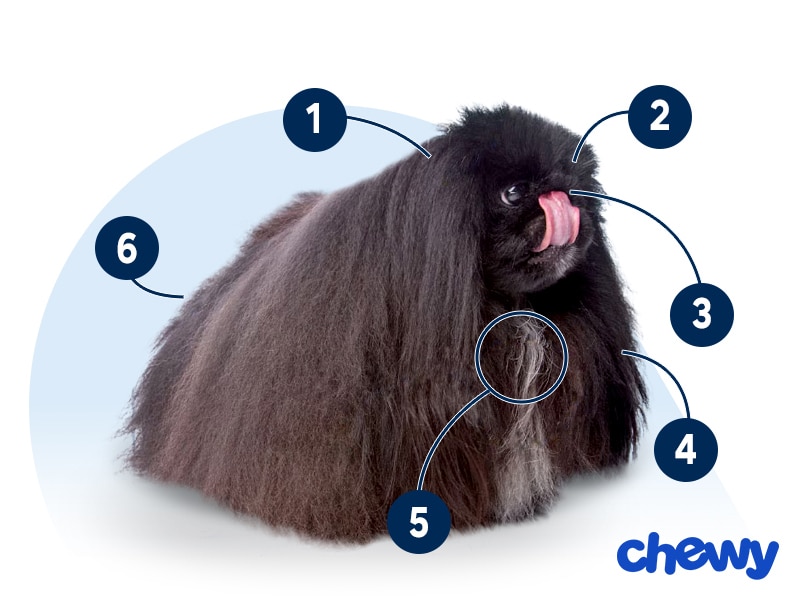 Photo of a Pekingese