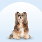Lhasa Apso dog sitting on an isolated blue background