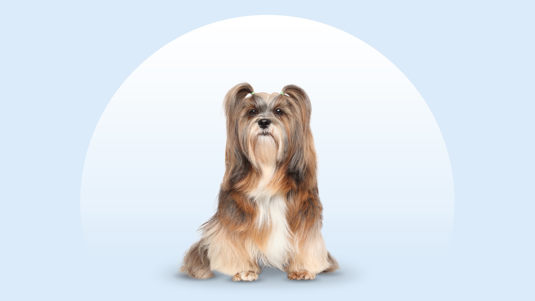 Lhasa Apso dog sitting on an isolated blue background