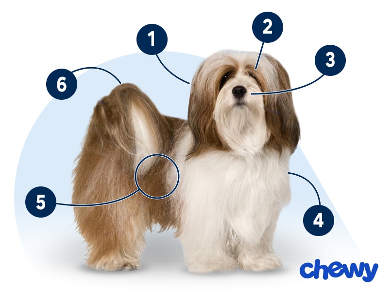 Photo of a Lhasa Apso