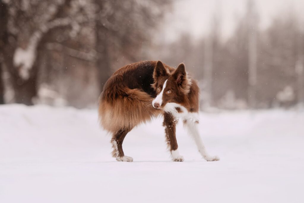 A dog chases his tail in the snow. Learn why dogs chase their tail here.