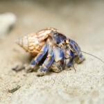 How to Take Care of a Hermit Crab: A Guide to Your Tiny New Friend