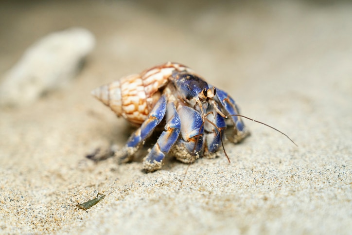 A blue hermit crab sitting on sand looks off into the distance.