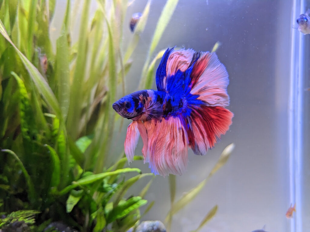 a beautiful half moon betta fish without fish fin rot floats in fish tank.