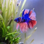 Betta Fish Fin Rot: Symptoms, Causes, and Treatment