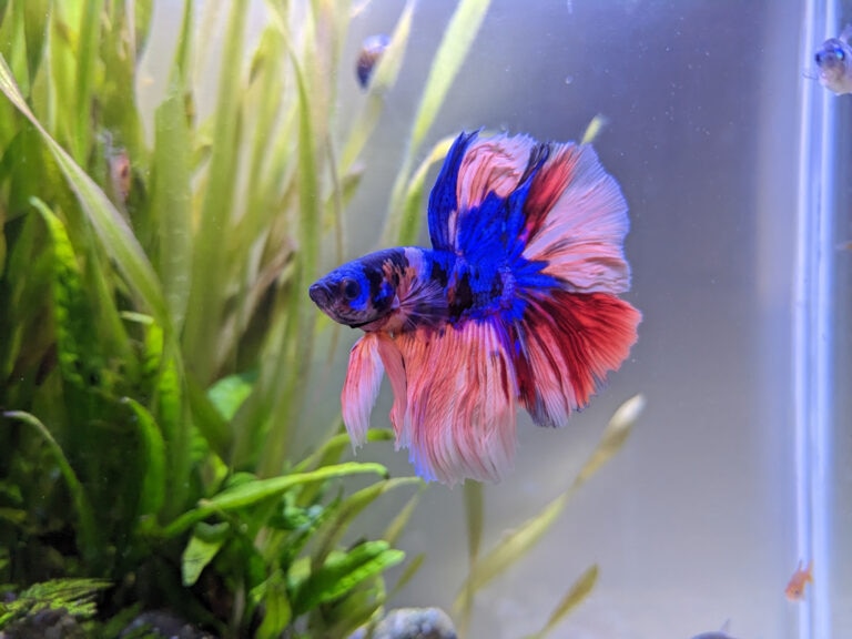 a beautiful half moon betta fish without fish fin rot floats in fish tank.