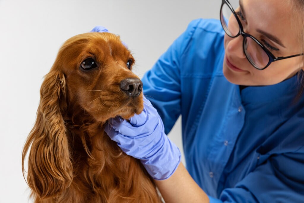 anemia in dogs; a Cocker Spaniel is examined by a veterinarian.