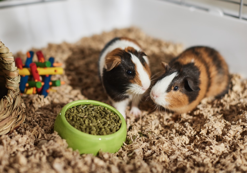 how long do guinea pigs live; two guinea pigs interact in their cage.