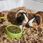 How Long Do Guinea Pigs Live?