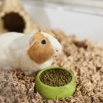 Are Guinea Pigs Good Pets for Kids? Here’s What Parents Should Know