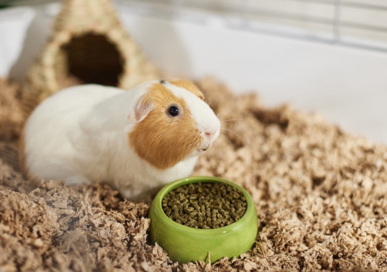 are guinea pigs good pets for kids; a guinea pig eats at his bowl.