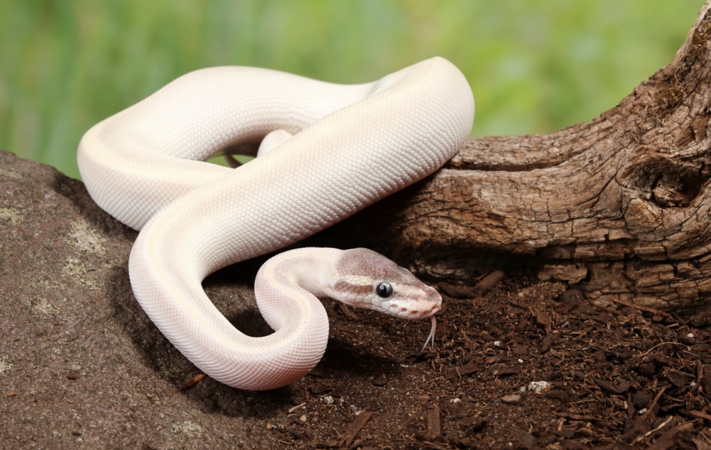 ball python won't eat