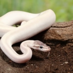Why Your Ball Python Won’t Eat and What to Do