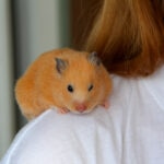 Hamster Care Sheet