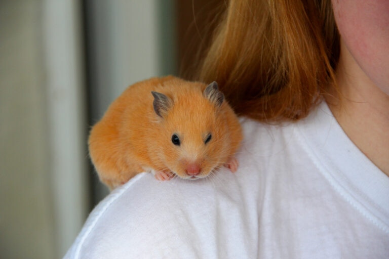 hamster siting on person’s shoulder